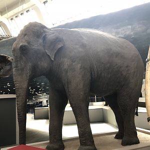 Asian elephant