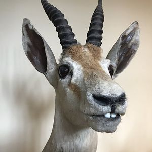 Toothy gazelle
