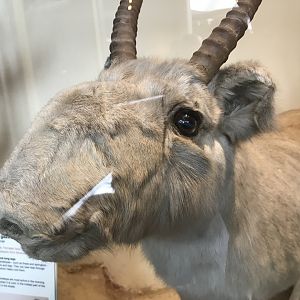 Saiga