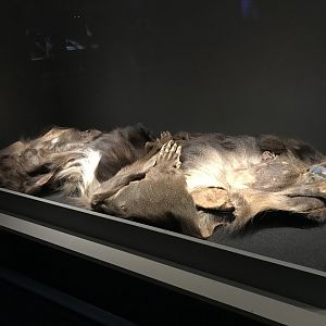 Happy Jerry the mandrill