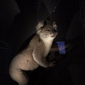 Koala