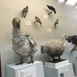 Dodos