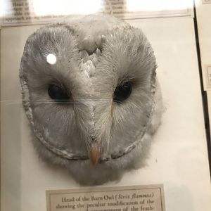 Barn owl head