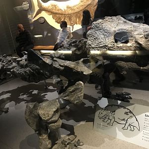 Prehistoric reptile skeleton