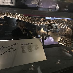 Plesiosaurus skeleton