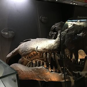 Deinosuchus and Tyrannosaurus skulls