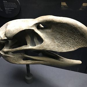 Terror bird skull