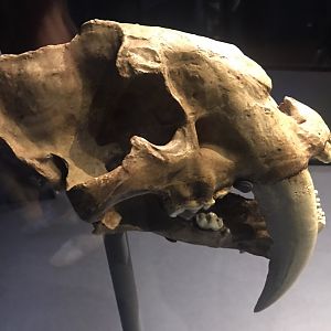 Smilodon skull