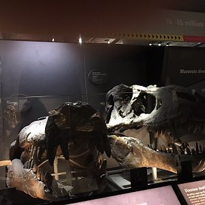 Deinosuchus and Tyrannosaurus skulls