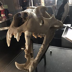 Barbary lion skull