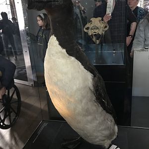 Great auk