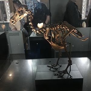 Dodo skeleton