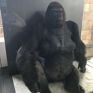 Guy the Gorilla