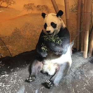 Chi Chi the panda