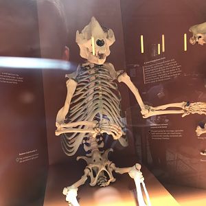 Panda skeleton