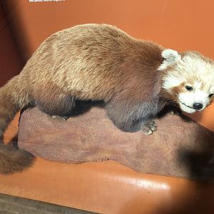 Red panda