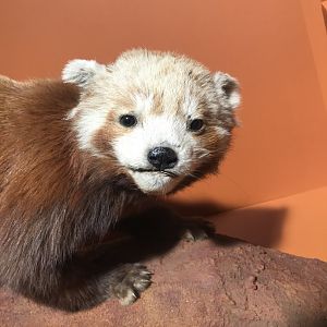 Red panda closeup