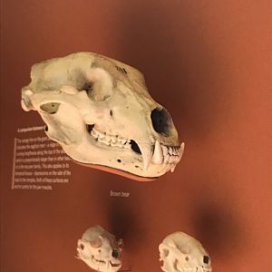 Grizzly bear, raccoon and red panda skulls