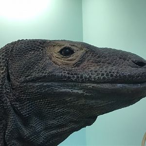 Komodo dragon