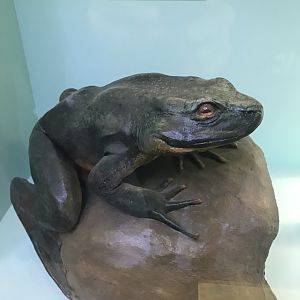 Goliath frog