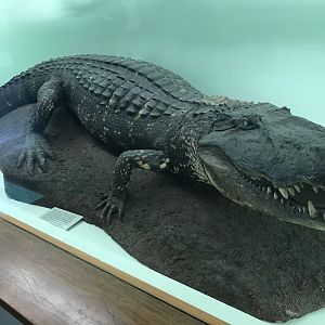 Nile crocodile