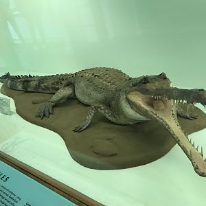 Gharial