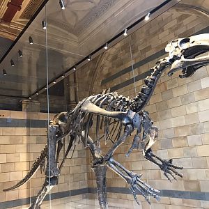 Plateosaurus skeleton