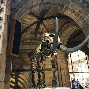 Mammoth skeleton