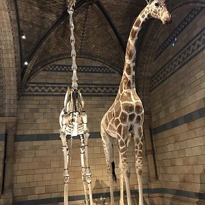 Giraffe and skeleton