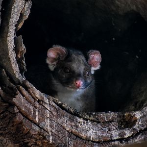 Common Ringtail Possum