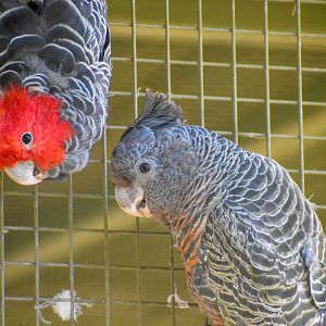 Gang-gang Cockatoos