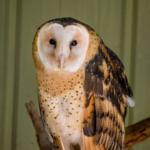 Australian Grass Owl