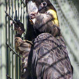 Yellow-tailed Black Cockatoo