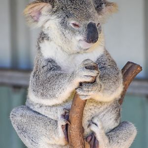 Koala
