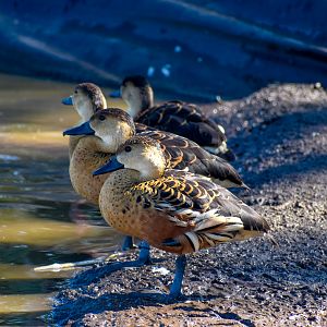 Wandering Whistling Ducks
