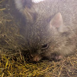 Rufous Bettong