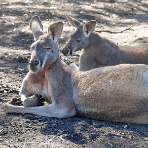 Red Kangaroo