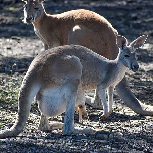 Red Kangaroo with pouch young