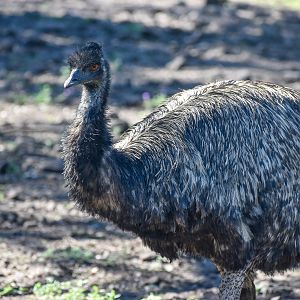 Emu