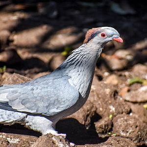 Topknot Pigeon
