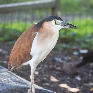 Nankeen Night Heron