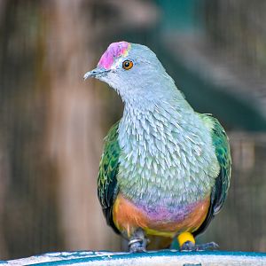 Rose-crowned Fruit-Dove