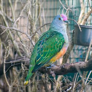 Rose-crowned Fruit-Dove