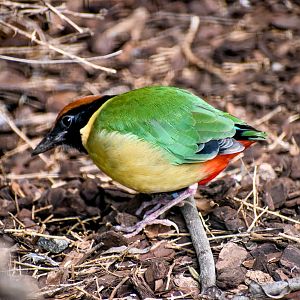 Noisy Pitta
