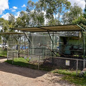 Cockatoo Aviaries