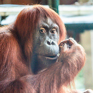 Sekali the female Sumatran Orangutan
