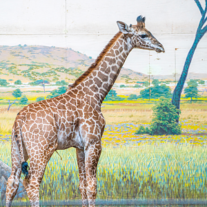 Matumaini the male baby Masai Giraffe