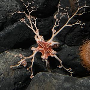 Basket star