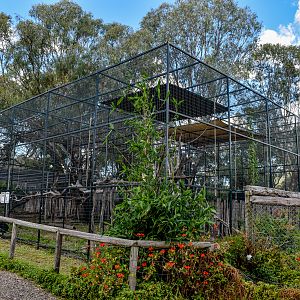 Siamang Enclosure