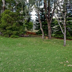 Ruddy Shelduck Enclosure
